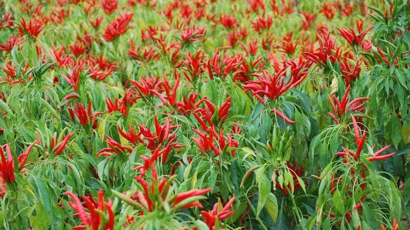 生鲜电子商务配送行业400电话申请 生鲜电子商务配送行业400电话申请